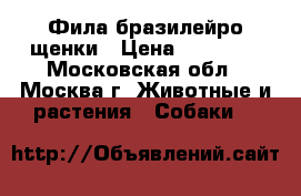 Фила бразилейро щенки › Цена ­ 60 000 - Московская обл., Москва г. Животные и растения » Собаки   